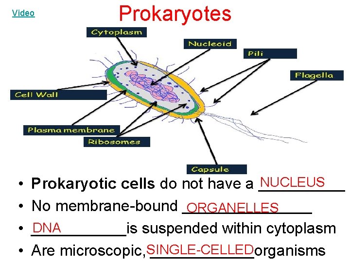 Video • • Prokaryotes NUCLEUS Prokaryotic cells do not have a _____ No membrane-bound