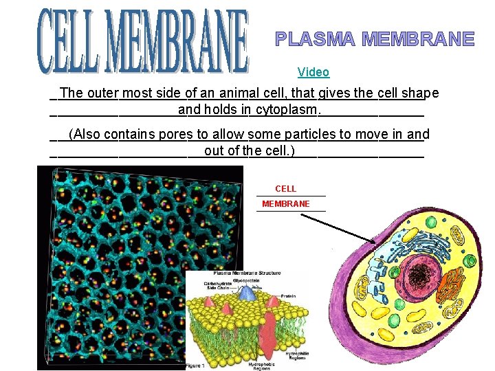 PLASMA MEMBRANE Video _________________________ The outer most side of an animal cell, that gives