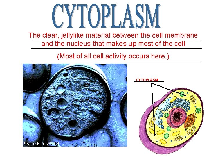 The clear, jellylike material between the cell membrane ______________________ and the nucleus that makes