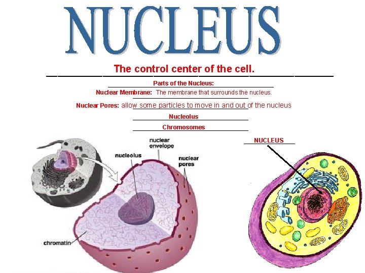 The control center of the cell. __________________________ Parts of the Nucleus: _________________________ Nuclear Membrane: