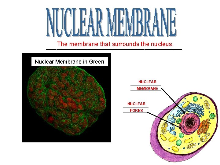 The membrane that surrounds the nucleus. ____________________ Nuclear Membrane in Green NUCLEAR ________ MEMBRANE