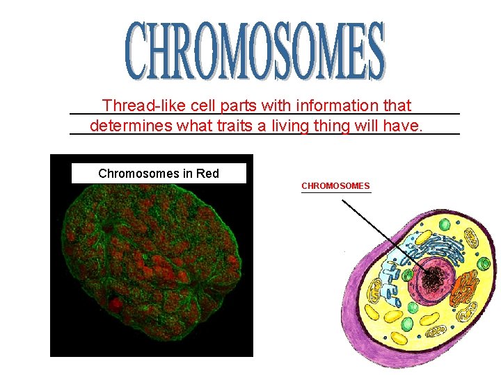 _____________________ Thread-like cell parts with information that _____________________ determines what traits a living thing