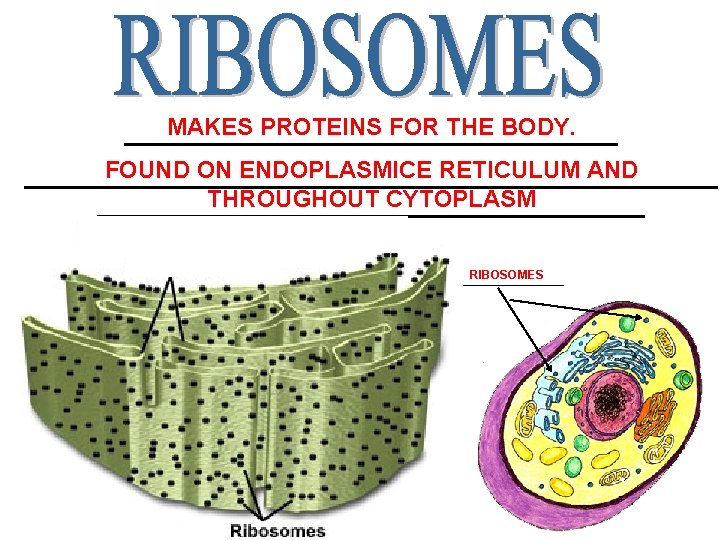 MAKES PROTEINS FOR THE BODY. ___________________ FOUND ON ENDOPLASMICE RETICULUM AND __________________________ THROUGHOUT CYTOPLASM