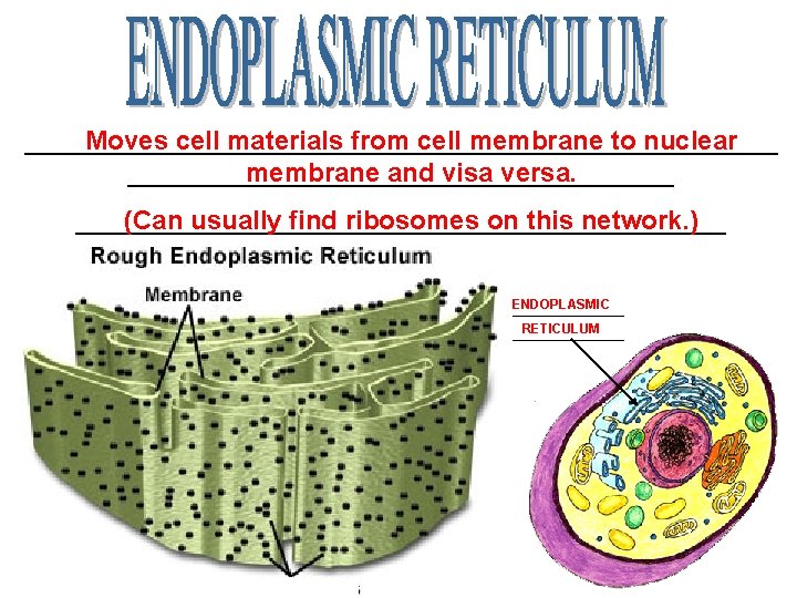 __________________________ Moves cell materials from cell membrane to nuclear ___________________ membrane and visa versa.