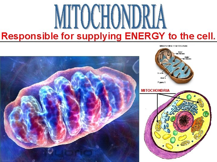 Responsible for supplying ENERGY to the cell. _____________________________________ MITOCHONDRIA ______ 