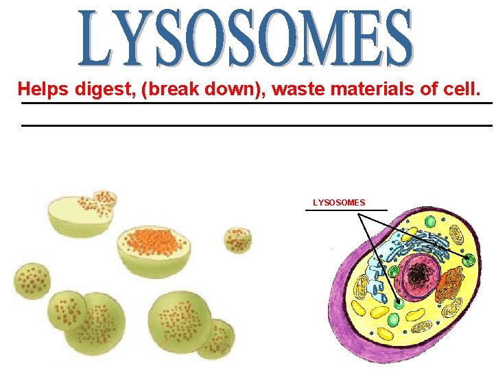 Helps digest, (break down), waste materials of cell. ____________________________________________ LYSOSOMES ______ 