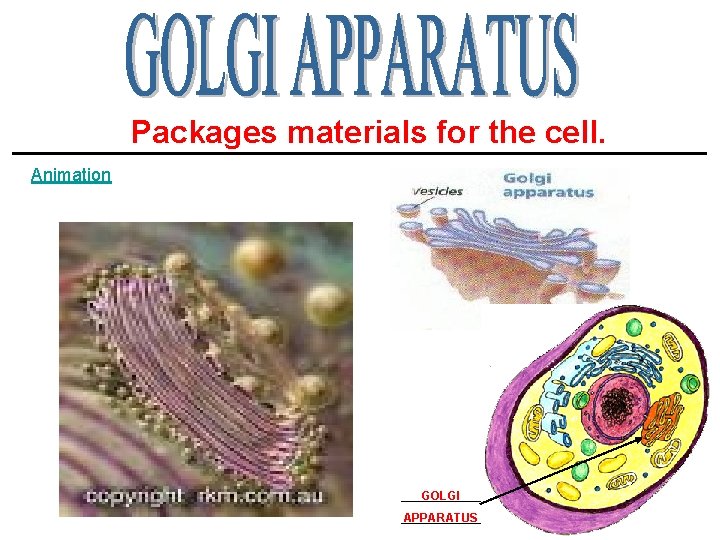 Packages materials for the cell. ____________________ Animation _______ GOLGI _______ APPARATUS 