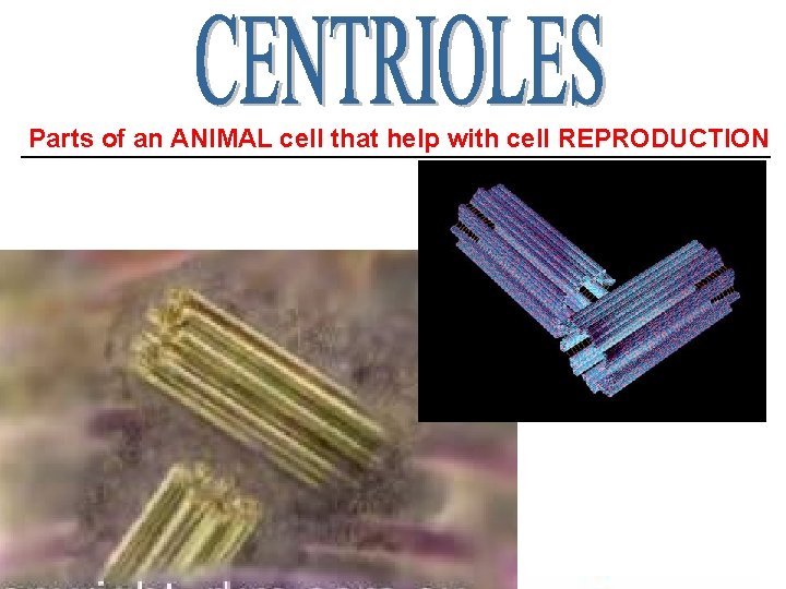 Parts of an ANIMAL cell that help with cell REPRODUCTION ______________________ 