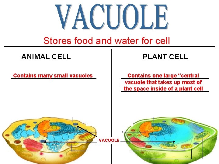 Stores food and water for cell ____________________ ANIMAL CELL Contains many small vacuoles ______________