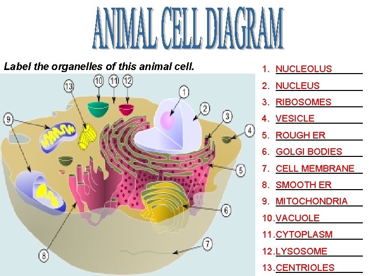 Label the organelles of this animal cell. 1. NUCLEOLUS _________ 2. NUCLEUS _________ 3.