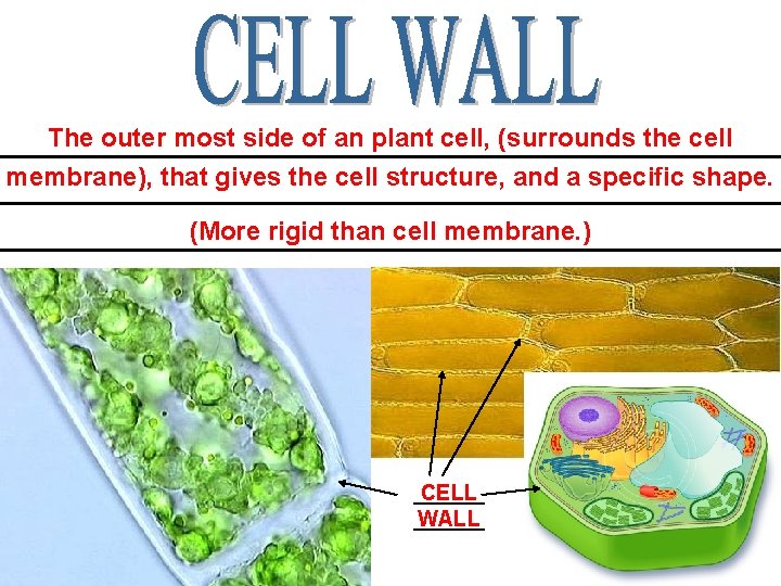 The outer most side of an plant cell, (surrounds the cell ____________________________ membrane), that