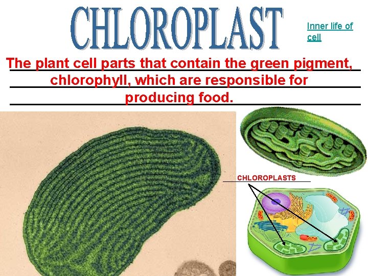 Inner life of cell The ______________________ plant cell parts that contain the green pigment,