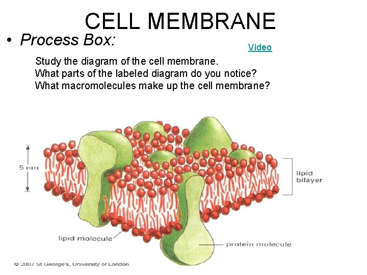 CELL MEMBRANE • Process Box: Video Study the diagram of the cell membrane. What