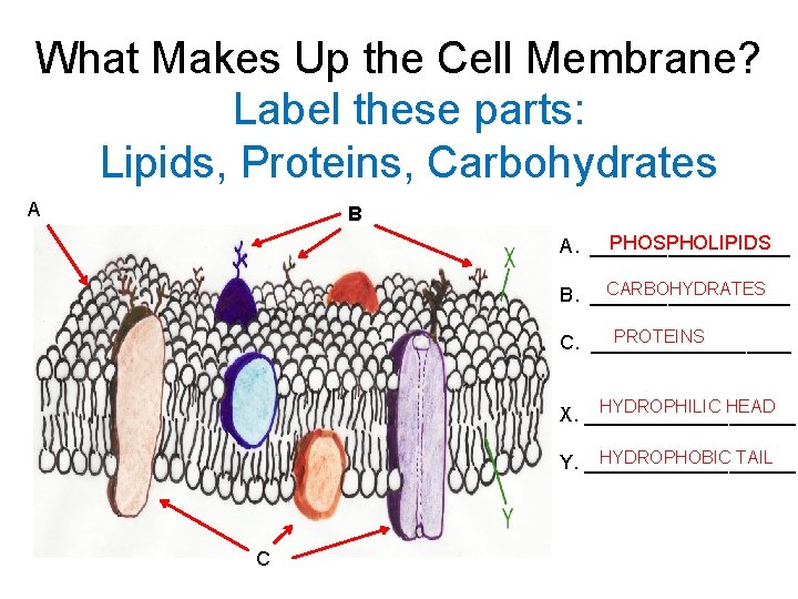 What Makes Up the Cell Membrane? Label these parts: Lipids, Proteins, Carbohydrates A B