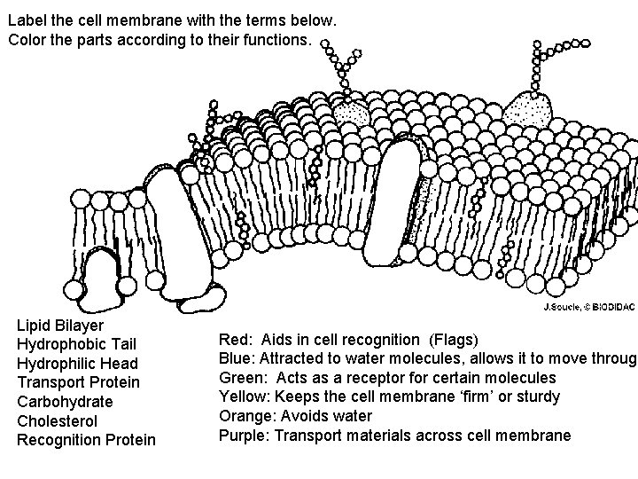 Label the cell membrane with the terms below. Color the parts according to their