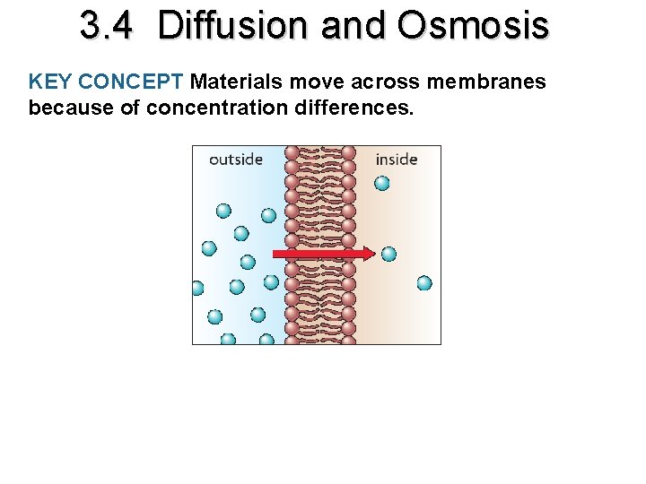 3. 4 Diffusion and Osmosis KEY CONCEPT Materials move across membranes because of concentration