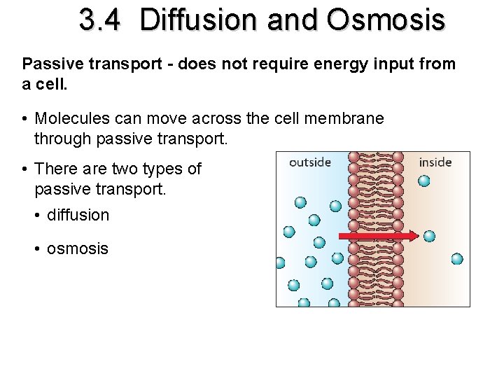 3. 4 Diffusion and Osmosis Passive transport - does not require energy input from