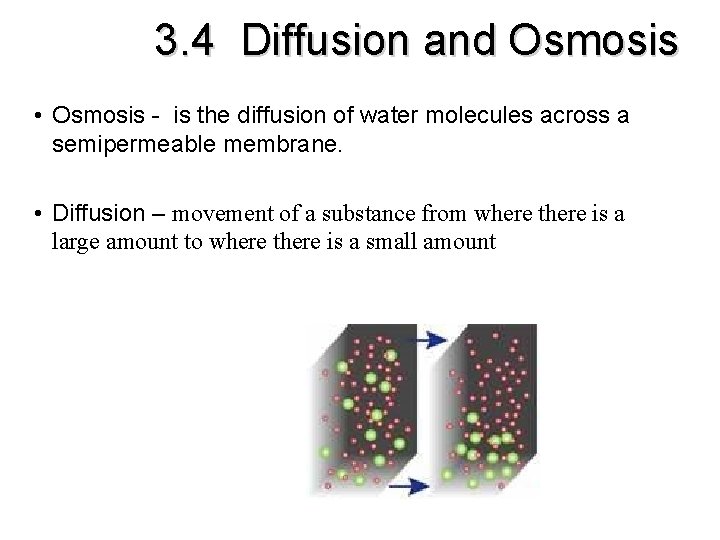 3. 4 Diffusion and Osmosis • Osmosis - is the diffusion of water molecules