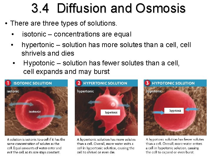 3. 4 Diffusion and Osmosis • There are three types of solutions. • •