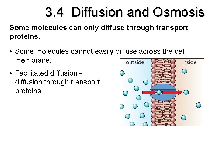 3. 4 Diffusion and Osmosis Some molecules can only diffuse through transport proteins. •
