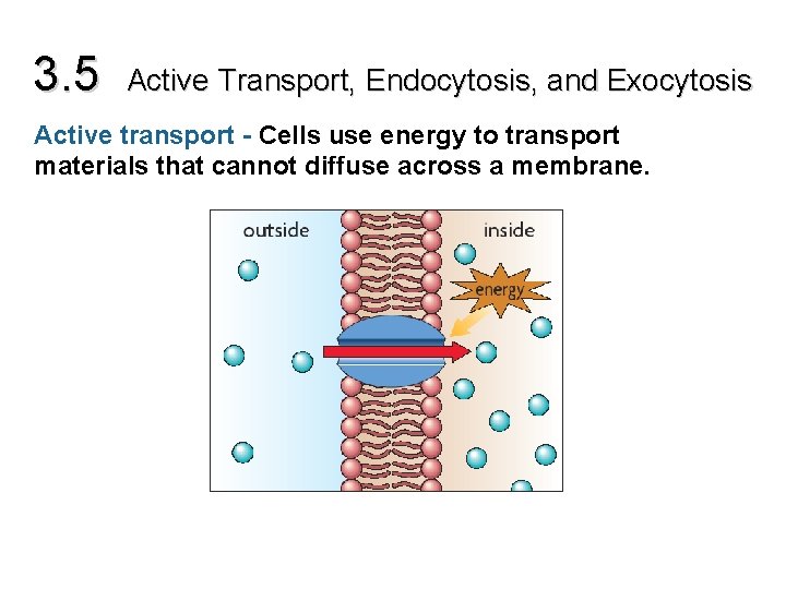 3. 5 Active Transport, Endocytosis, and Exocytosis Active transport - Cells use energy to