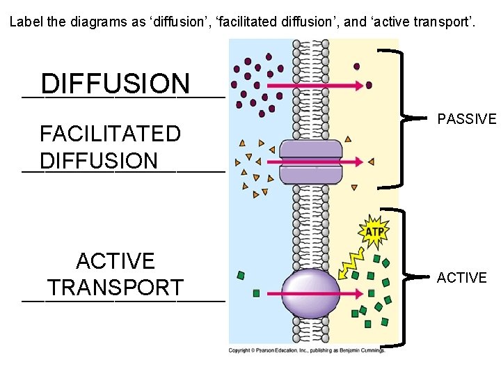 Label the diagrams as ‘diffusion’, ‘facilitated diffusion’, and ‘active transport’. DIFFUSION ________________ FACILITATED DIFFUSION