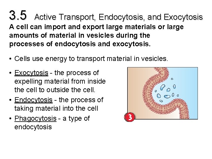 3. 5 Active Transport, Endocytosis, and Exocytosis A cell can import and export large