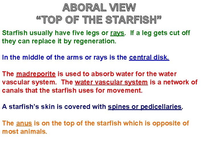 ABORAL VIEW “TOP OF THE STARFISH” Starfish usually have five legs or rays. If