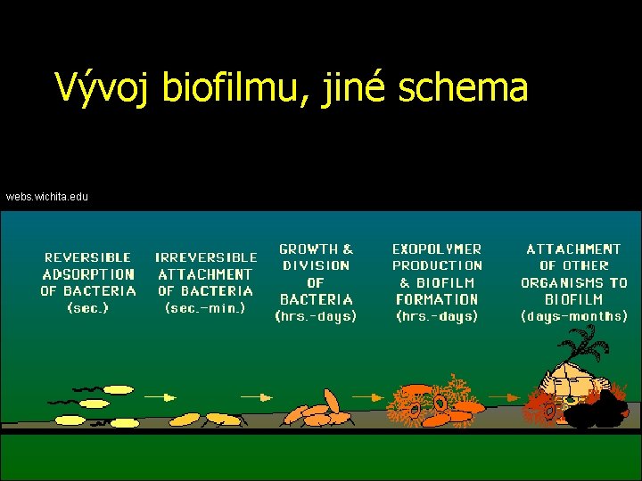 Vývoj biofilmu, jiné schema webs. wichita. edu 