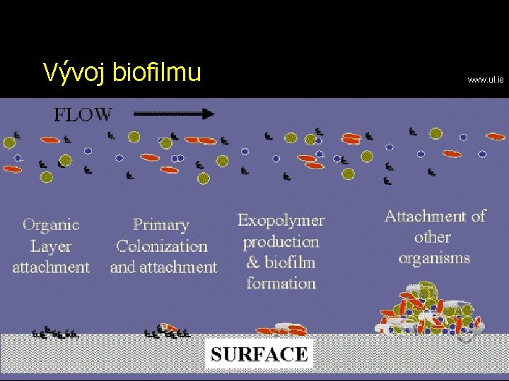 Vývoj biofilmu www. ul. ie 