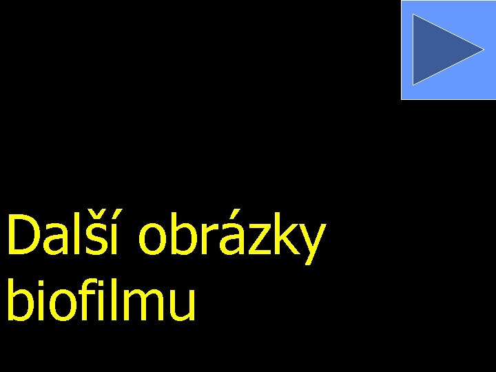 Další obrázky biofilmu 