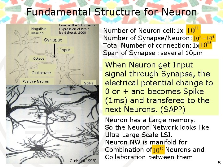 Fundamental Structure for Neuron Negative Neuron Look at the Information Expression of Brain by