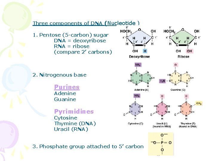 Three components of DNA (Nucleotide ) 1. Pentose (5 -carbon) sugar DNA = deoxyribose