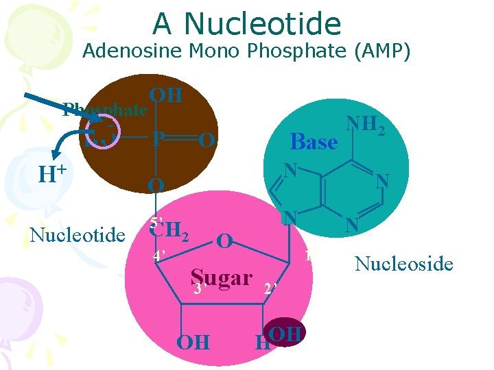 A Nucleotide Adenosine Mono Phosphate (AMP) Phosphate HO H+ Nucleotide OH P O Base
