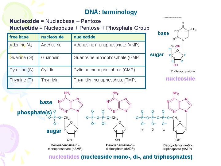 DNA: terminology Nucleoside = Nucleobase + Pentose Nucleotide = Nucleobase + Pentose + Phosphate