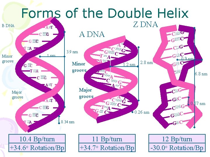 Forms of the Double Helix B DNA Z DNA A T C G A