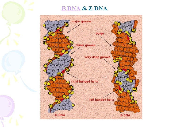 B DNA & Z DNA 
