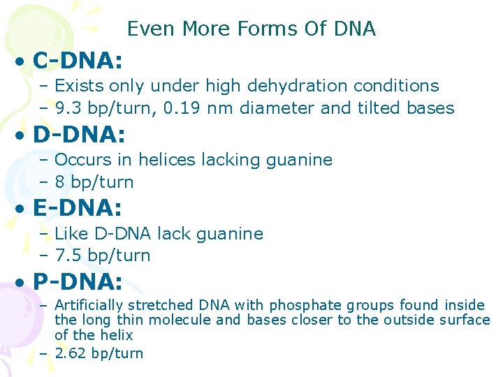 Even More Forms Of DNA • C-DNA: – Exists only under high dehydration conditions