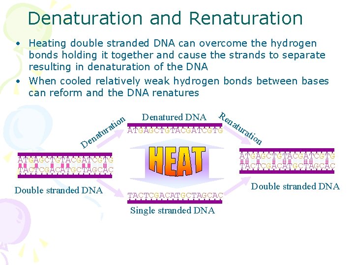 Denaturation and Renaturation • Heating double stranded DNA can overcome the hydrogen bonds holding