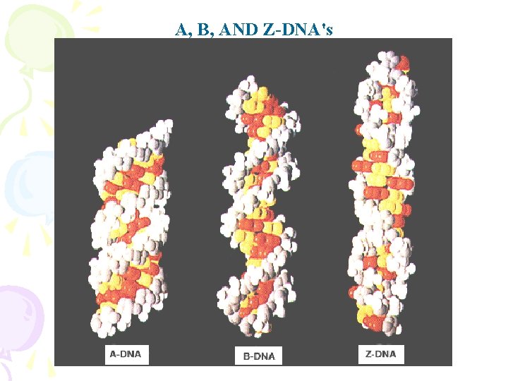 A, B, AND Z-DNA's 