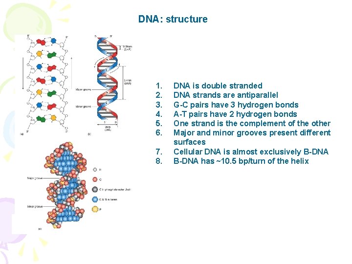 DNA: structure 1. 2. 3. 4. 5. 6. 7. 8. DNA is double stranded
