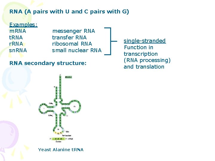 RNA (A pairs with U and C pairs with G) Examples: m. RNA t.