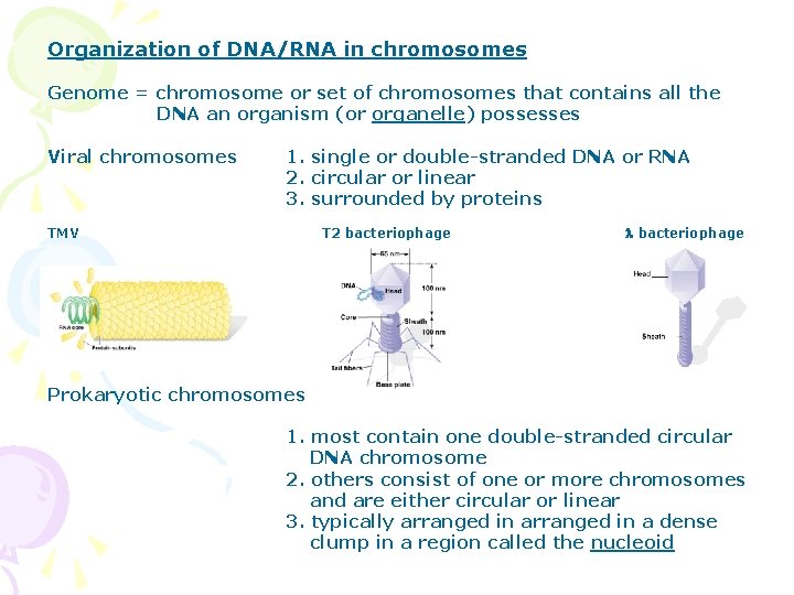 Organization of DNA/RNA in chromosomes Genome = chromosome or set of chromosomes that contains