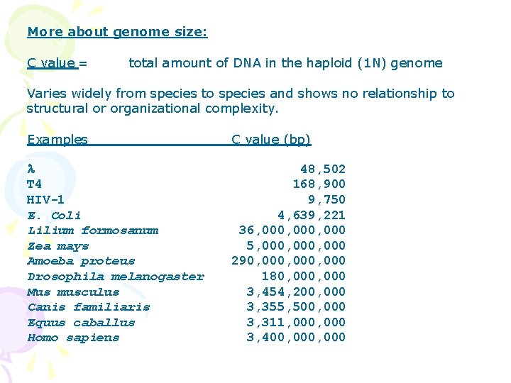 More about genome size: C value = total amount of DNA in the haploid