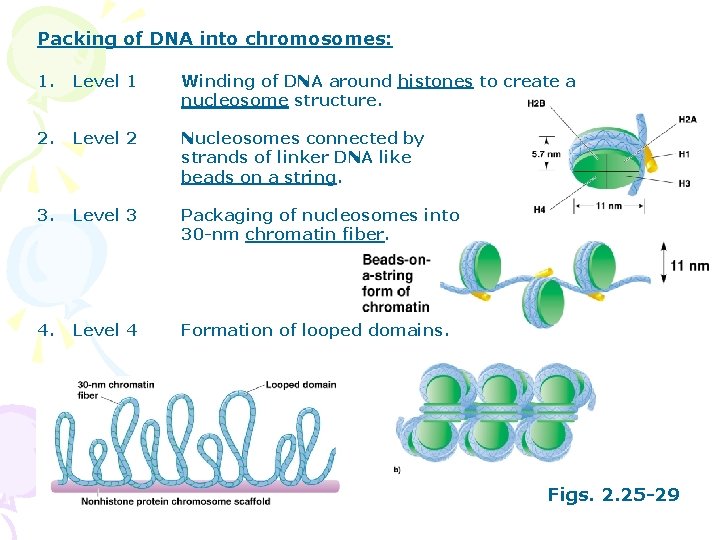 Packing of DNA into chromosomes: 1. Level 1 Winding of DNA around histones to