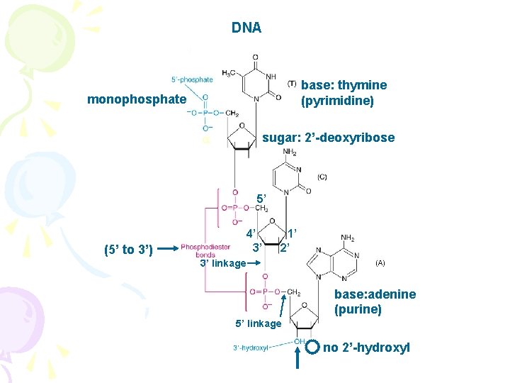 DNA base: thymine (pyrimidine) monophosphate sugar: 2’-deoxyribose 5’ 4’ 3’ (5’ to 3’) 1’