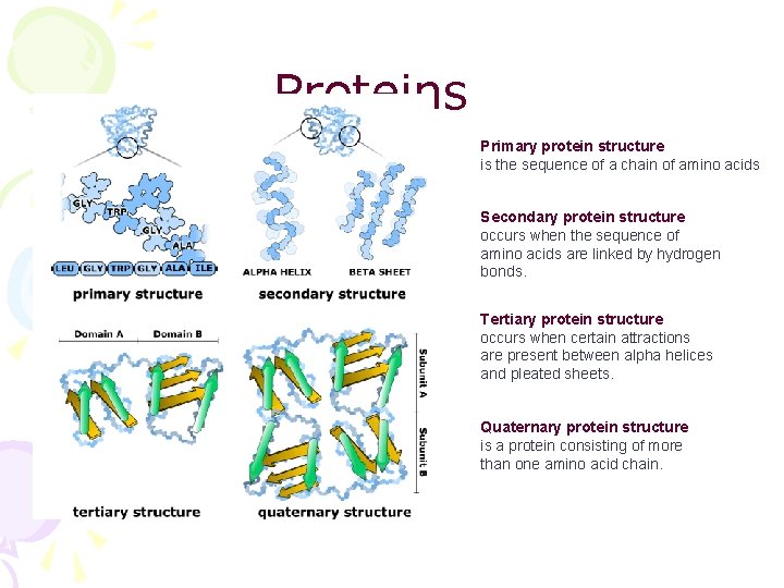 Proteins Primary protein structure is the sequence of a chain of amino acids Secondary