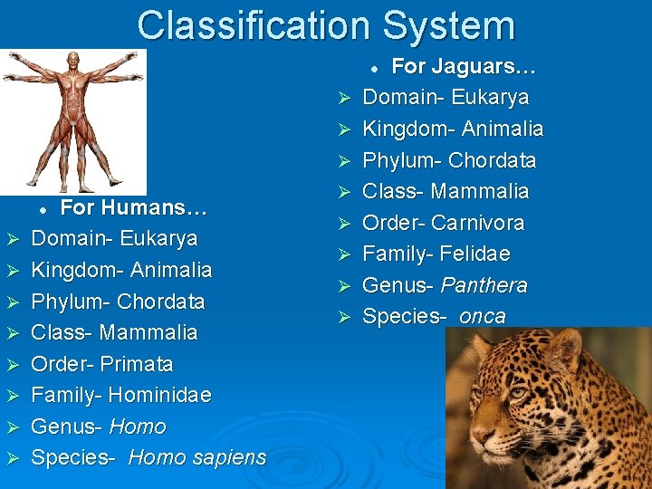 Classification System For Jaguars… Domain- Eukarya Kingdom- Animalia Phylum- Chordata Class- Mammalia Order- Carnivora
