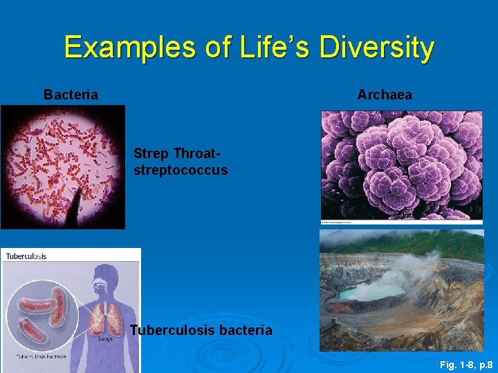 Examples of Life’s Diversity Bacteria Archaea Strep Throatstreptococcus Tuberculosis bacteria Fig. 1 -8, p.