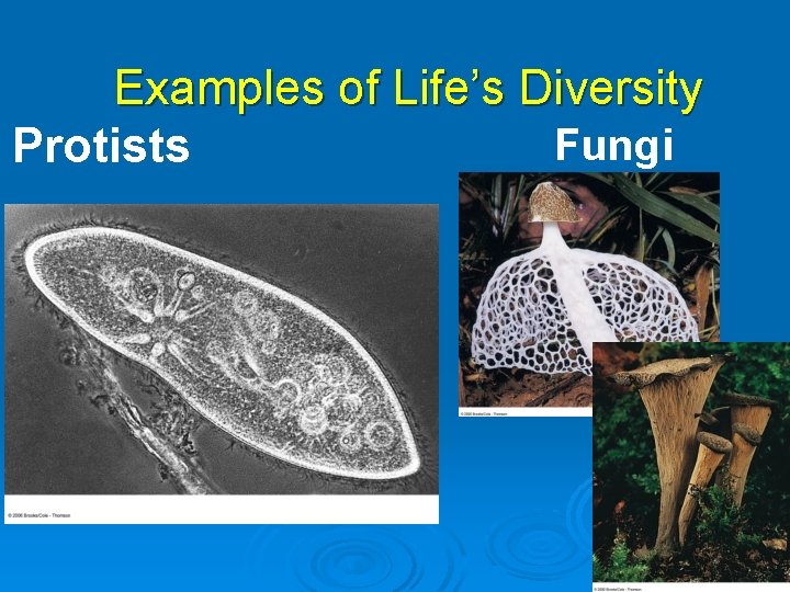 Examples of Life’s Diversity Fungi Protists Fig. 1 -8 c(2), p. 9 